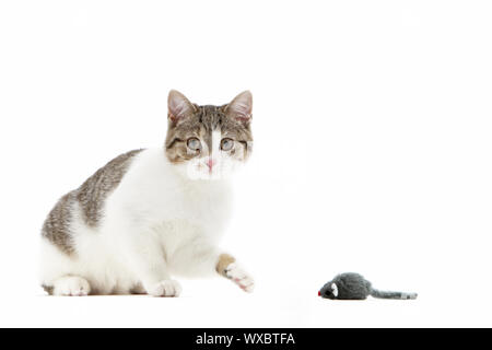 Image d'humour d'un curieux bâton cat à un jouet souris avec sa patte pour tester si c'est un fake ou un repas en attendant d'être pris, isolated on white Banque D'Images