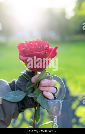 En plein air, de près, la main d'un homme dans les gants de cuir et des menottes, s'étend et donne une fleur rose rouge Banque D'Images