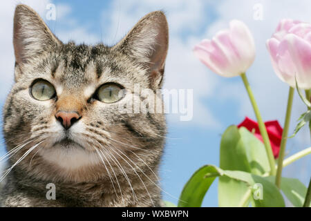 Chat tigré gris debout dans le jardin de fleurs Banque D'Images