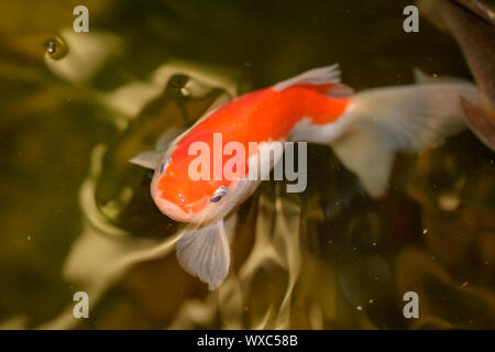 Un poisson rouge dans l'eau, un étang Banque D'Images
