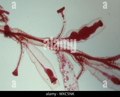 Les polypes d'eau douce sous le microscope 100x Banque D'Images