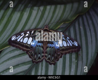 Foulard bleu butterfly on leaf Banque D'Images