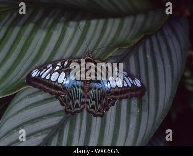 Foulard bleu butterfly on leaf Banque D'Images