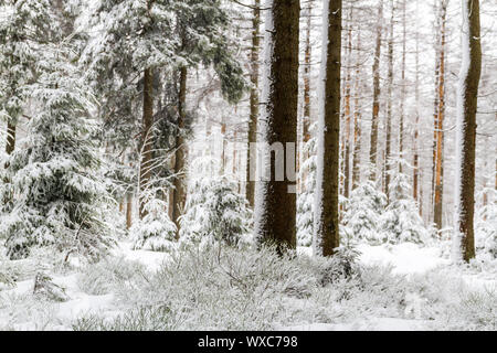 Parc national de Harz le Oderteich en hiver Banque D'Images