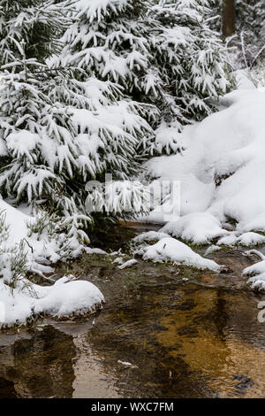 Parc national de Harz le Oderteich en hiver Banque D'Images