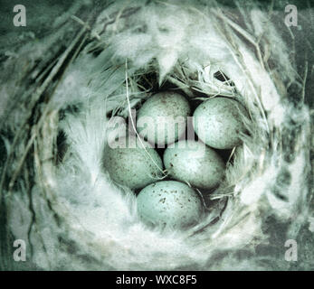 Sizerin flammé (Acanthis Arctique confortable hornemanni) nest Banque D'Images