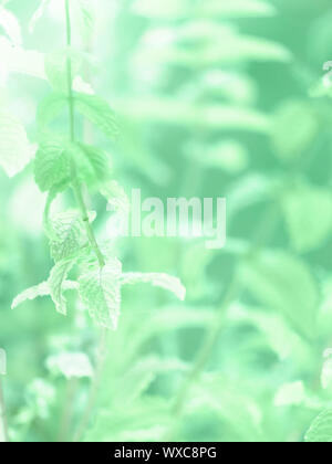 Close-up onmint feuilles et fleurs en croissance dans le jardin extérieur. Tonique menthe Neo photo avec copie-espace. Banque D'Images