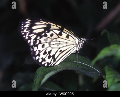 Arbre généalogique blanche papillon tropical nymphe on leaf Banque D'Images