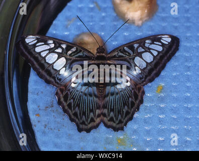 Foulard bleu butterfly on leaf Banque D'Images