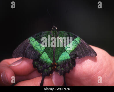 Papillon sur les feuilles tropicales Banque D'Images