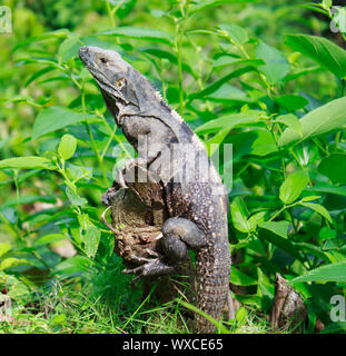 Iguane sauvage dans la forêt, Jaco, Costa Rica Banque D'Images