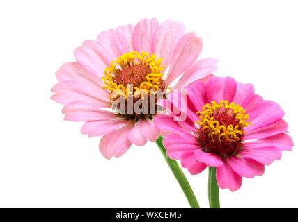 Deux fleurs zinnia rose isolé sur fond blanc Banque D'Images