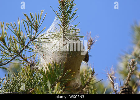 Caterpillar pin Thaumetopoea pityocampa thaumetopoeidae Latin nid dans un arbre de pin méditerranéen ou Pinus pinea pin pierre en Italie Banque D'Images