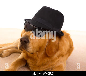 Chien habillé en gangster mafia avec chapeau noir et lunettes de golden retriever Banque D'Images