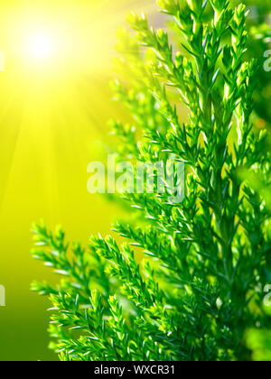 American Arborvitae (cyprès), macro Banque D'Images