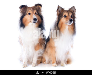 Portrait d'un chien de race shetland in front of white background Banque D'Images