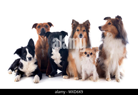 Portrait d'un chien de race in front of white background Banque D'Images