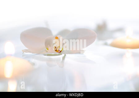 Orchidée fleur et des bougies flottant sur l'eau. Avec un fond blanc. Banque D'Images