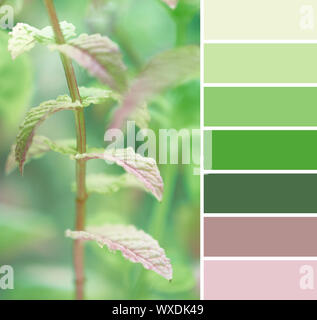 La palette des couleurs de close-up image aux couleurs de feuilles de menthe fraîche dans le jardin, naturel palette avec plusieurs couleurs vert clair fermer Banque D'Images