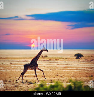 Exécution sur girafe au coucher du soleil de la savane. Safari à Amboseli, Kenya, Africa Banque D'Images
