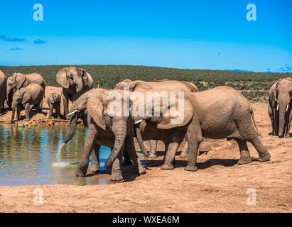Troupeau d'éléphant à trou d'eau, Afrique du Sud Banque D'Images