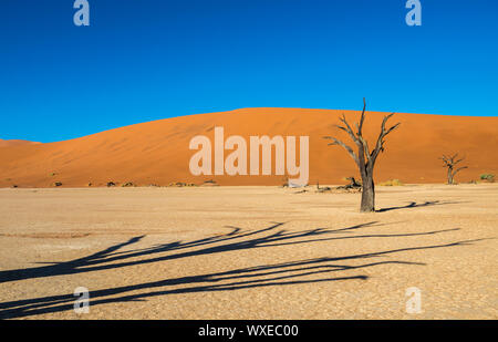 Camelthorn morts Arbres et dunes rouges à Deadvlei, Sossusvlei, Namib-Naukluft National Park, Namibie Banque D'Images