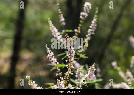 Flovers pourpre de vitex tree close up en vert jardin. Banque D'Images