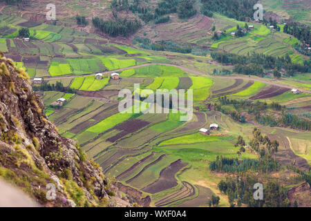 L'agriculture les champs en terrasses en Ethiopie Banque D'Images