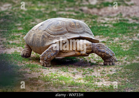 Tortue sillonnée - Centrochelys sulcata Banque D'Images