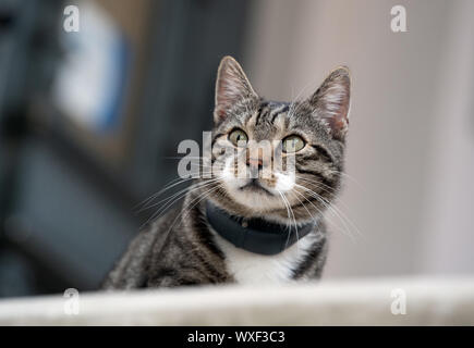Potsdam, Allemagne. 16 Sep, 2019. Un chat avec un collier s'assied sur la marche supérieure de l'escalier d'une maison et lèche le bout de son nez avec sa langue. Credit : Soeren Stache/dpa-Zentralbild/dpa/Alamy Live News Banque D'Images