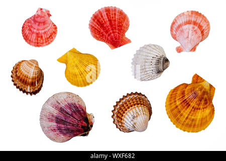 Coquillages de mer Banque D'Images