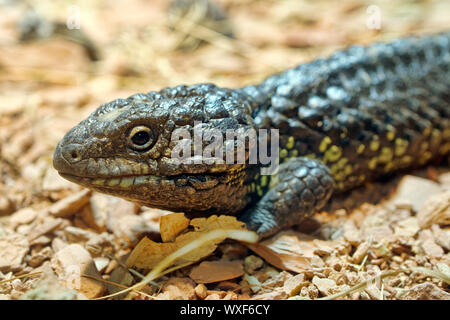 Shingleback lizard - Tiliqua rugosa Banque D'Images