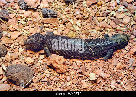 Shingleback lizard - Tiliqua rugosa Banque D'Images