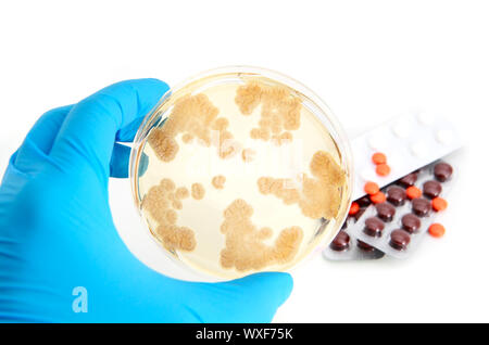 Champignons Penicillium sur plaque de gélose et antibiotiques sur fond blanc Banque D'Images