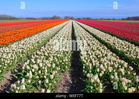 Beaucoup de rouge, blanc, orange sur les champs de tulipes hollandais, Schagen, North Holland Banque D'Images