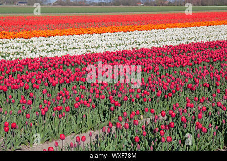 Tulipes hollandaises colorés sur les champs au printemps, Holland Banque D'Images