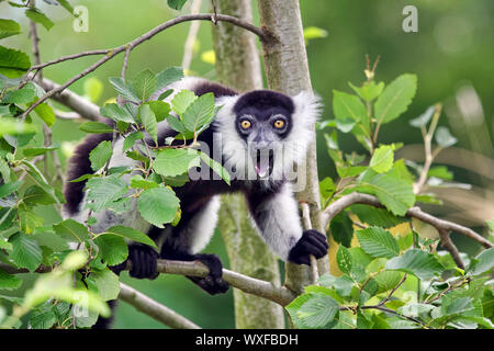 Noir et blanc de la gélinotte lemur - Le Varecia variegata Banque D'Images