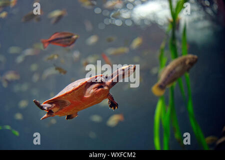 Red-bellied tortue de court - Emydura subglobosa Banque D'Images