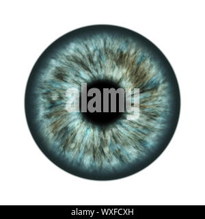 Iris gris Banque D'Images