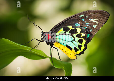 Beau mâle Cairns CITES (Ornithoptera euphorion) papillon sur une feuille Banque D'Images