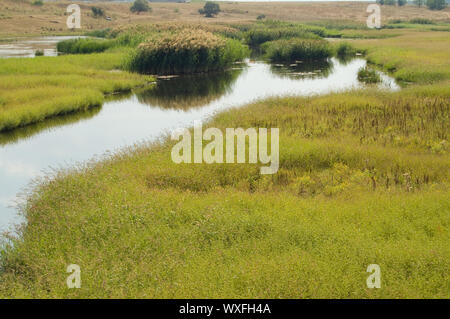 Une bonne vue d'herbe verte petite rivière et reed Banque D'Images