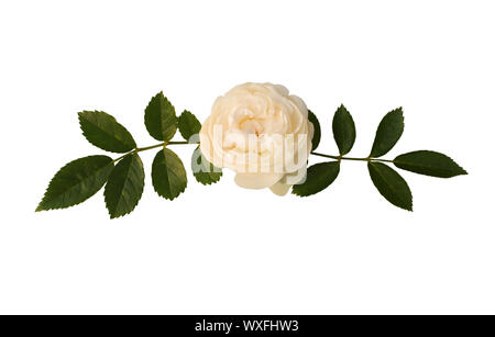 Bouquet de rose-thé sur le fond blanc Banque D'Images