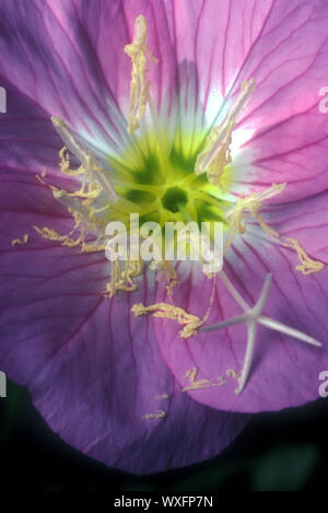 CLOSE-UP D'une remarquable (PRIMROSE Oenothera speciosa) Fleur, TEXAS. Banque D'Images