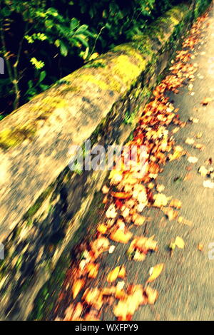 Balade par un mur de pierre à l'automne, les feuilles colorées sur le sol, image floue Banque D'Images