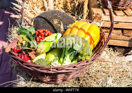 L'agriculture récoltés divers légumes frais colorés. Jour d'action de grâce. L'automne Banque D'Images