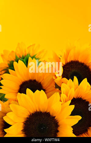 Bouquet de fleurs de tournesol sur fond jaune Banque D'Images
