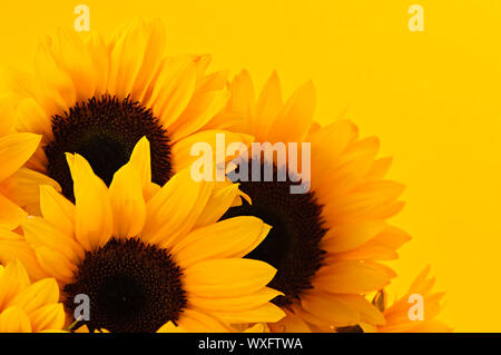 Bouquet de fleurs de tournesol sur fond jaune Banque D'Images