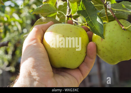 Une main masculine se détache un apple Banque D'Images