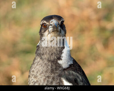 Gros plan portrait d'oiseau, magpie australienne, plumes noir et blanc, Australie. Banque D'Images