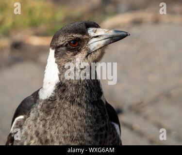 Gros plan Portrait, le visage et les yeux bruns d'un oiseau, un Magpie australien. Tête légèrement inclinée sur le côté, bec pointu et plus foncé sur la pointe. Australie Banque D'Images